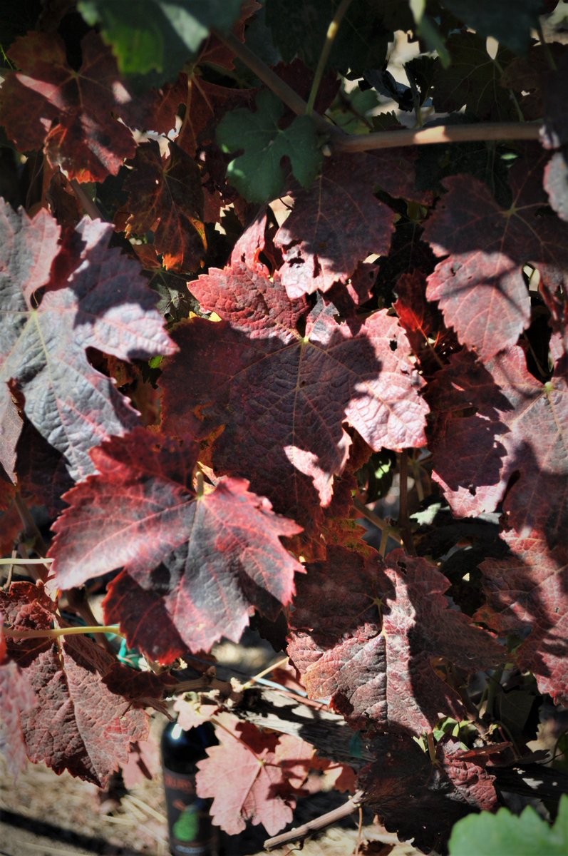 rubyhillwines's tweet photo. Fall colors are showing up on our vines!
#autumnleaves #fall #rubyhillwinery π https://t.co/e6S9LmYMow