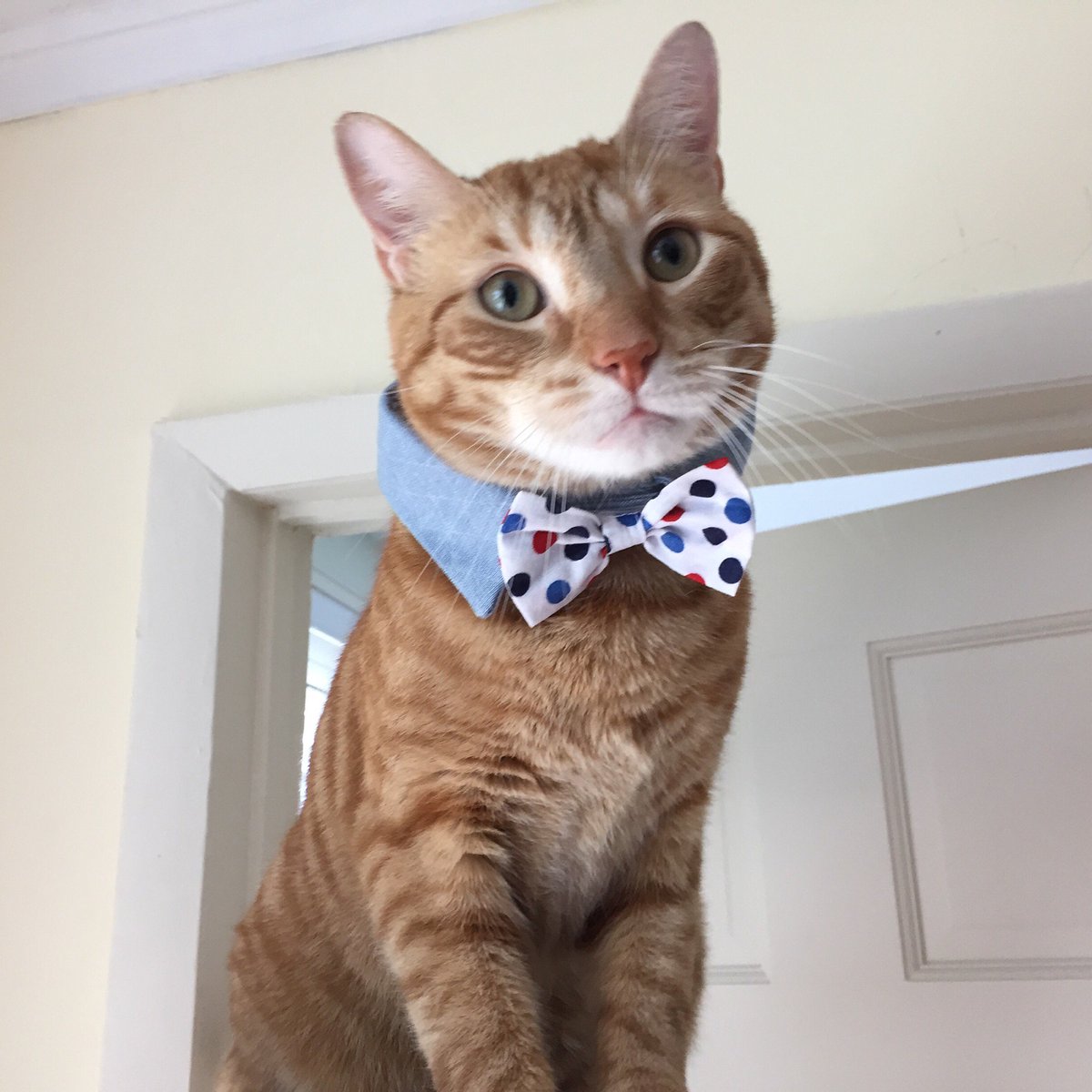 chavelaque's tweet photo. I shared this image in my presentation this morning for the @Novelists_Inc conference, & may it now brighten your day too. #dapperness https://t.co/CMxS00s8IX