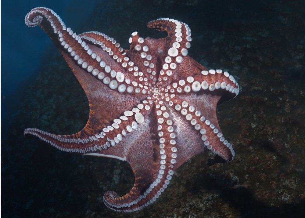 Rafael Pacchiano A. tweet media