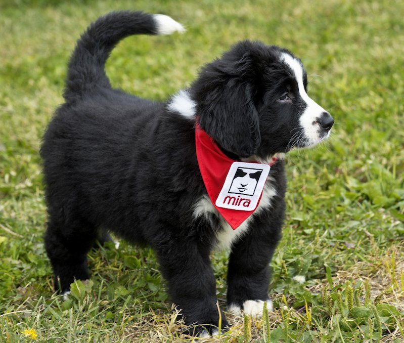 Cute alert! We've got a @fondationmira puppy on the show tomorrow! @Mondou https://t.co/c0oLg0qPtJ