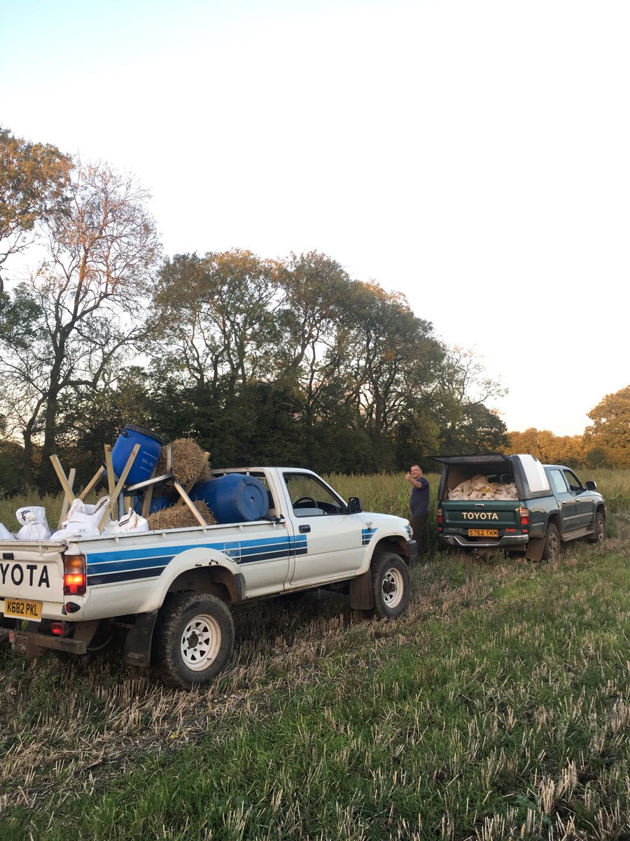 Out feeding tonight #pheasants #drivenshooting