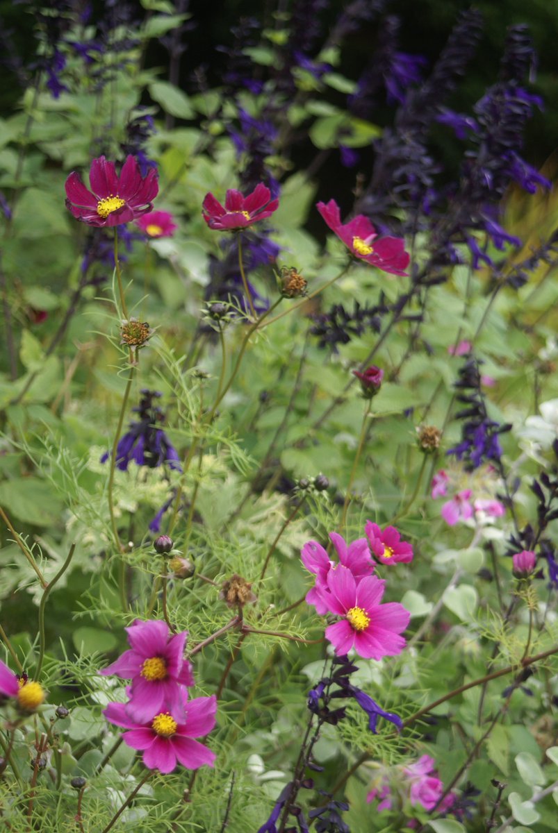 AmendeFL's tweet photo. @RHSHarlowCarr Enjoyed some delightful plant pairings and unusual specimens at your free day #figleafgourd  #Cosmos #prunusserrula https://t.co/5SFtisGesV