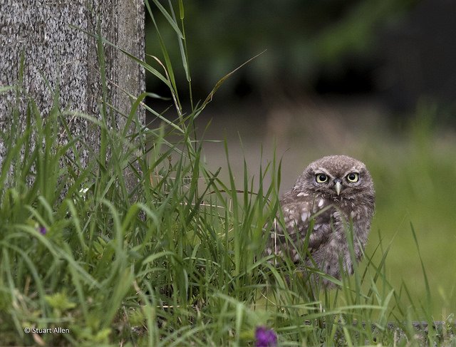 Barn Owl Centre On Twitter Thank You Derek Gta The Support