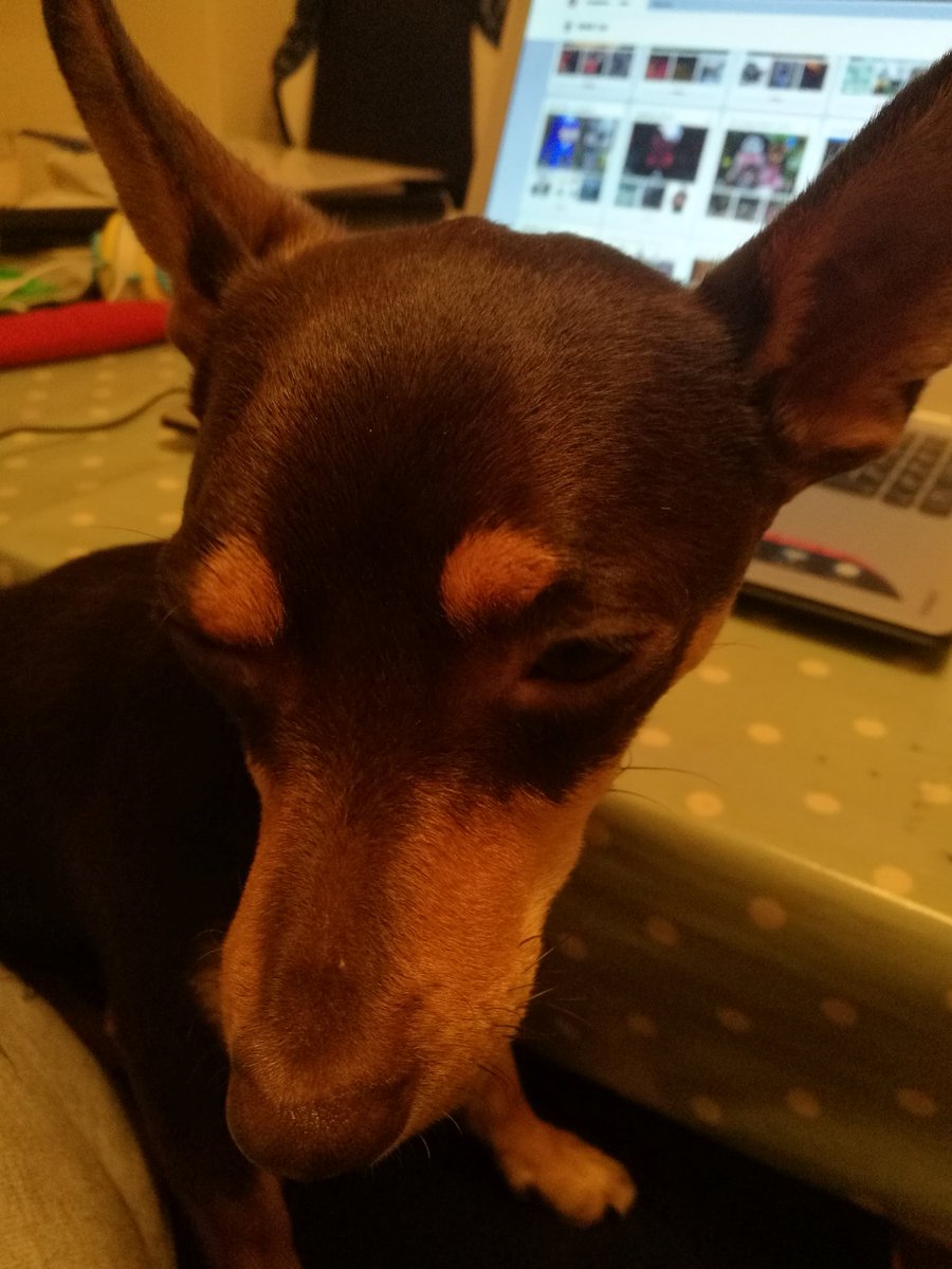 janmannell's tweet photo. Ziggy enjoying learning about Pinterest #DMSep17 #digitalmumtobe #digitaldog @DigitalMumsHQ https://t.co/rGteDeq5YM