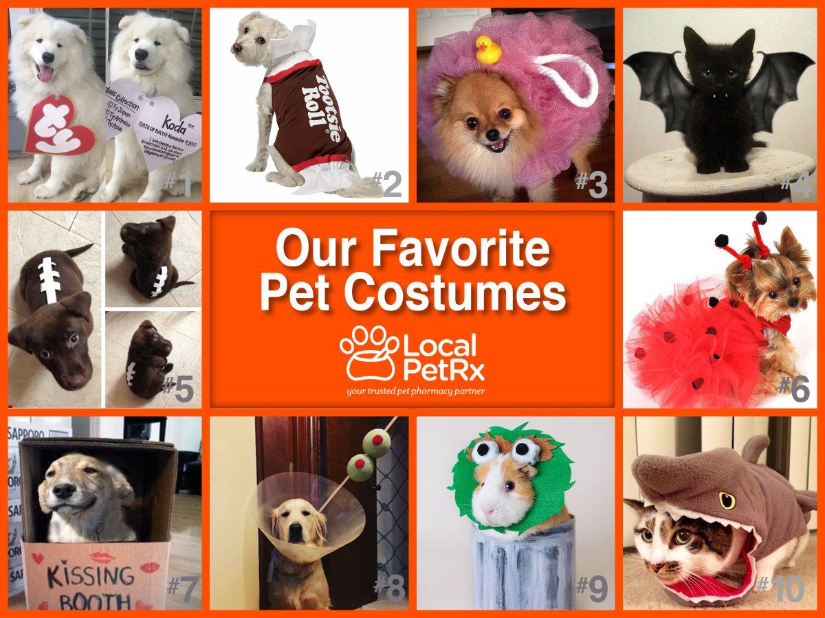 MyLocalPetRx's tweet photo. It’s October!! Have you started thinking of Halloween costume ideas for your pets? Here are our top 10 favorites! #costumeideas #halloween https://t.co/5N6E7Xp32l