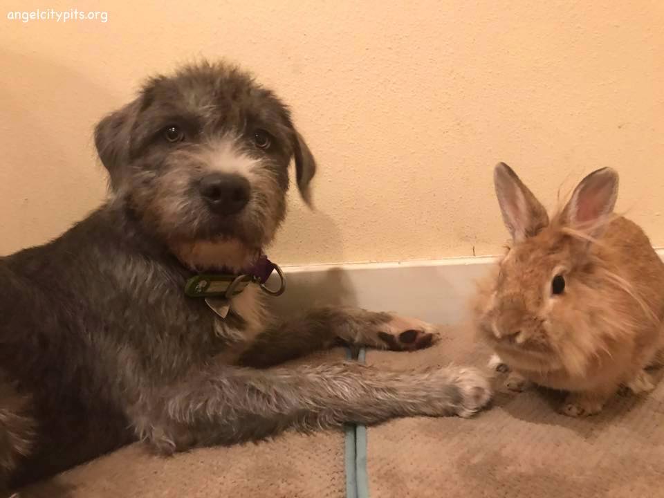 Harriet(recently adopted)on the left is 63% pit bull according to DNA test.this sweet girl exemplifies why visual ID of breed does not work.