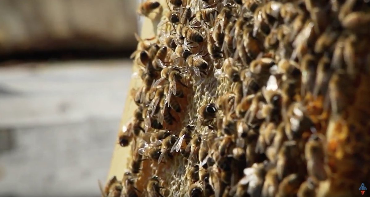 A fun project that we worked on with <a href="/marrssweetsyrup/">Marr's Sweet Syrup</a>. What a great story, and product! #SupportLocal 

youtube.com/watch?v=XjGwA8…