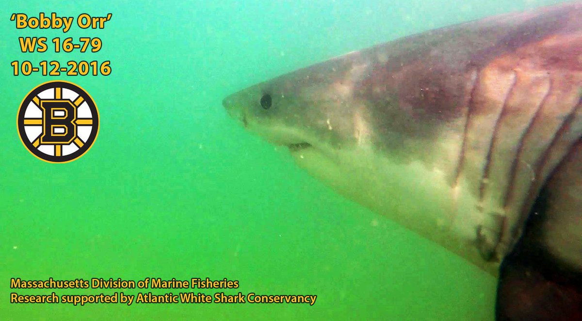 MA Sharks 🦈 tweet media