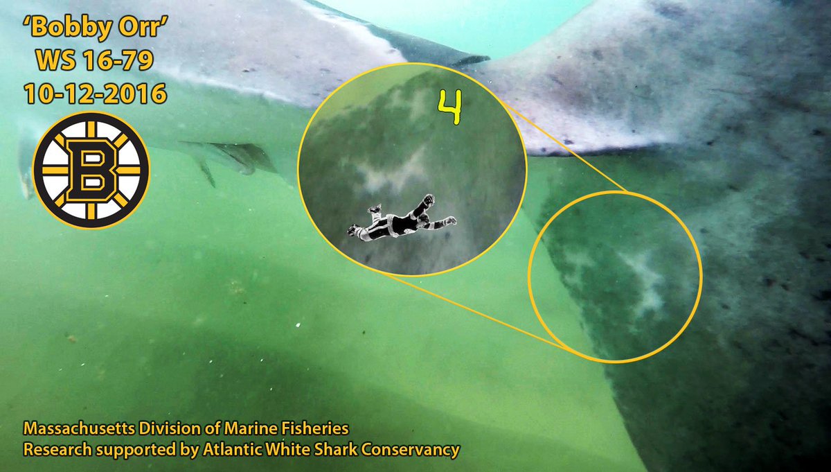 MA Sharks 🦈 tweet media