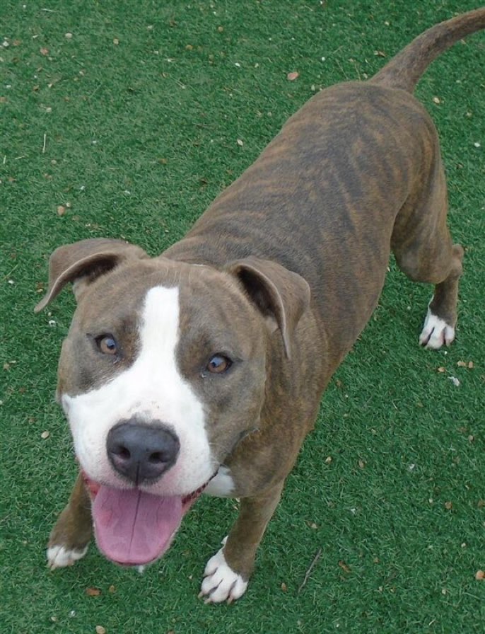 LittleGreenDog1's tweet photo. Happy #terrierthursday from the super fantastic, Frankie!! 💜 He's available for adoption from @spcaoftexas McKinney location. #AdoptDontShop https://t.co/sl2dFyahNB