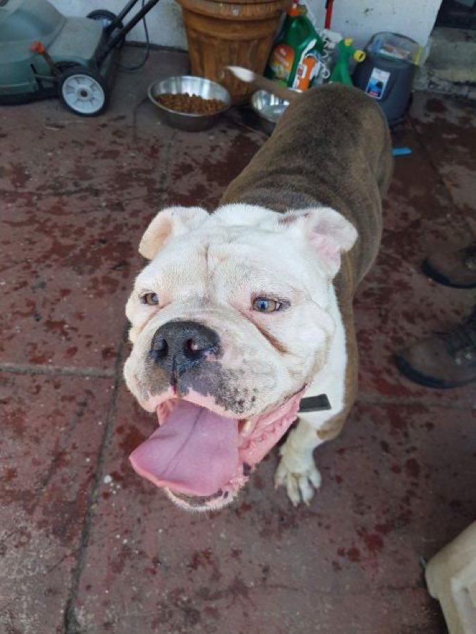 LittleGreenDog1's tweet photo. Sarge is a male English Bulldog who needs a place to call home! https://t.co/l6Y9Kjf4kL… #Adopt Via @FindABuddyNYC https://t.co/5CUj5tnSc3