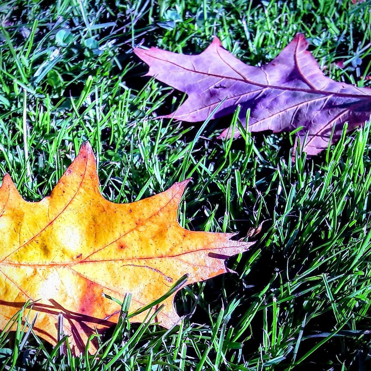 HiddenArtNorth's tweet photo. Autumn. Leaves. Gleam. https://t.co/rNzIzpV802