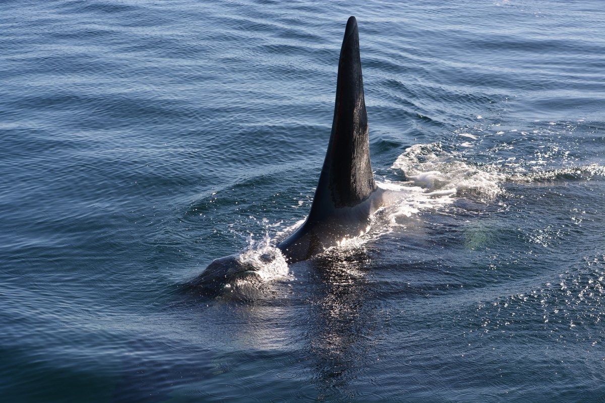 It's amazing what a zoom lens can capture! We spotted the southern resident orcas on one of our wildlife tours - what a treat! #orcas