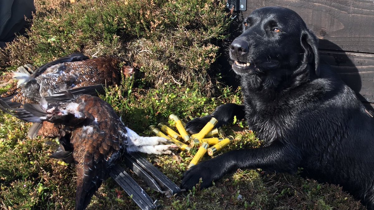 nymmo_uk's tweet image. Dexter giving a smile, fab pose on the moor today! #NYMMO
