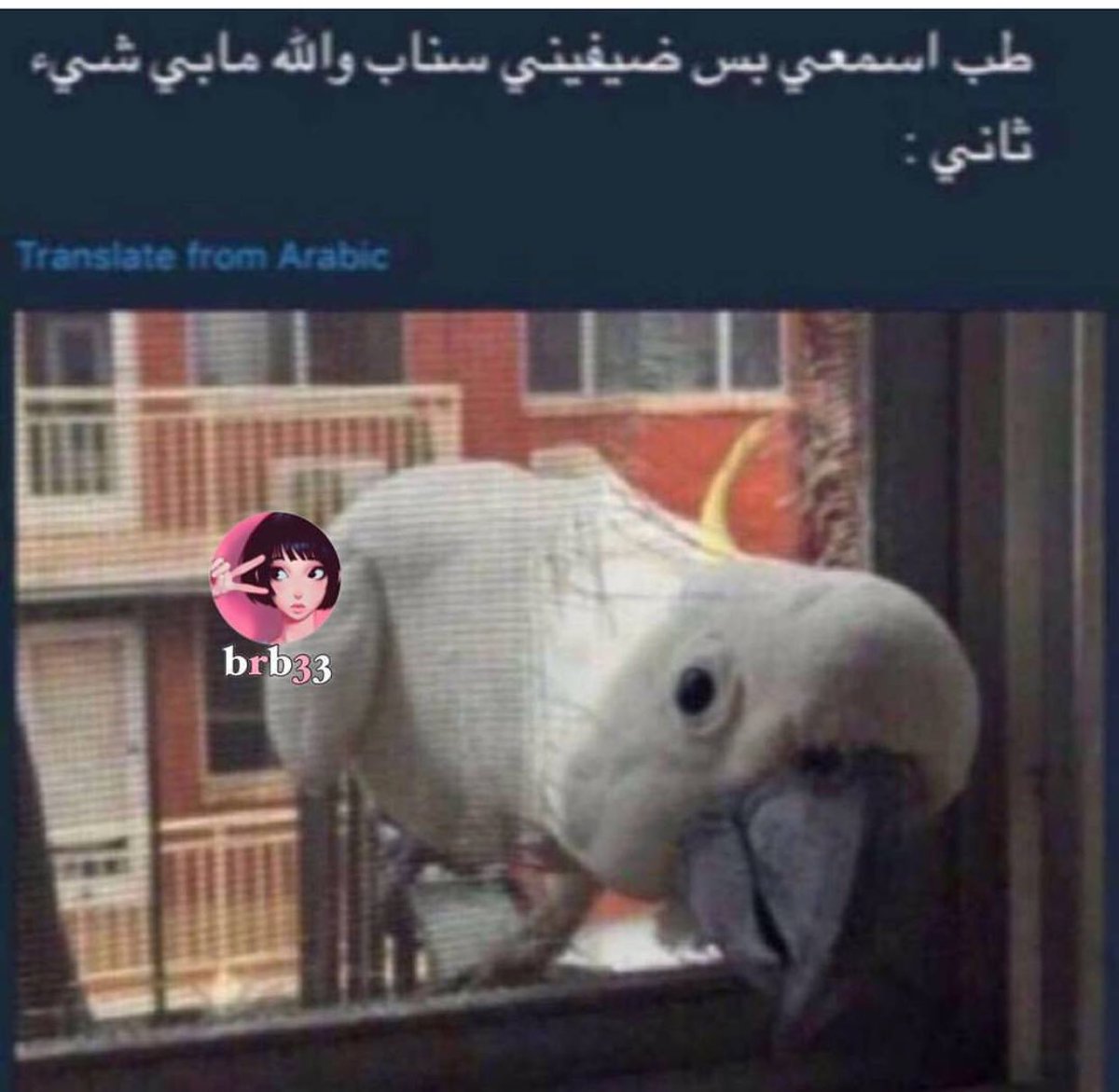 _white_c's tweet image. ههههههههههههههههههههههههههههههههههههههههههههههههههههـہ ،،😂 وانشهد

 #بيان_امن_الدوله