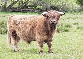 PedigreeMarket's tweet photo. Pedigree Highland Bull - For Sale- view full Details &amp; Photos at https://t.co/PADTozuwtR or https://t.co/SpSqDpHEtt #Pedigree #Highland #Bull https://t.co/VqPcCdH1Wz