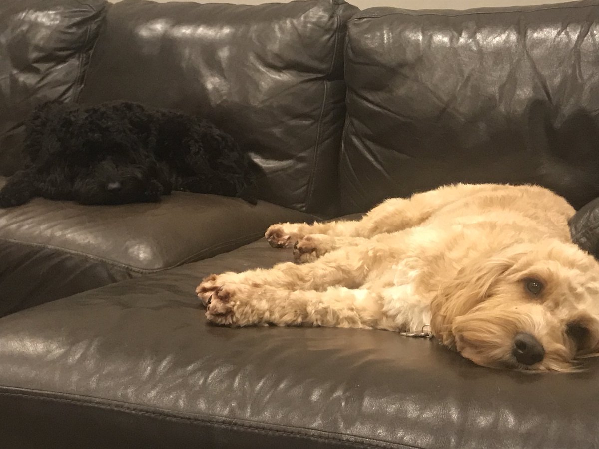 CockapooX2's tweet image. Tonight we have a #cocapoo dispute over a bone. So neither now entertaining each other #sucking #puppies #pregnant