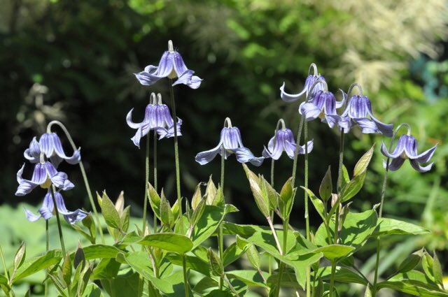 草木のこと Clematis Integrifolia クレマチス インテグリフォリア 蔓性多年草の多いクレマチス の中では珍しく蔓にならない木立性 花もベル型で色目は涼しげ 南ヨーロッパから北欧 中央アジア 北米にも自生が見られる 園芸種としても育てやすい 5月