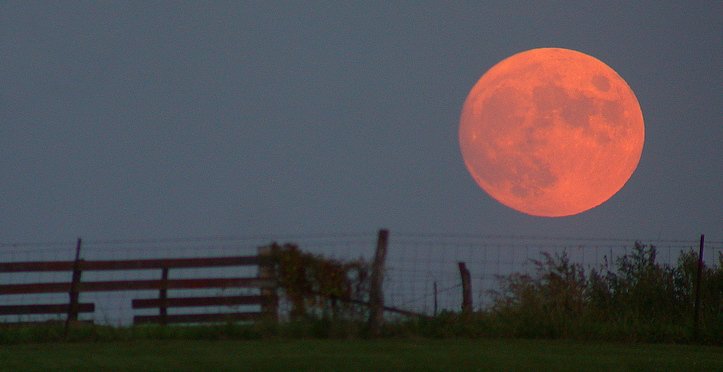 NYASciences's tweet image. Be sure to take a moment to gaze up this evening to see a rare October #HarvestMoon. #space #astronomyforeveryone bit.nyas.org/2xkQlZy