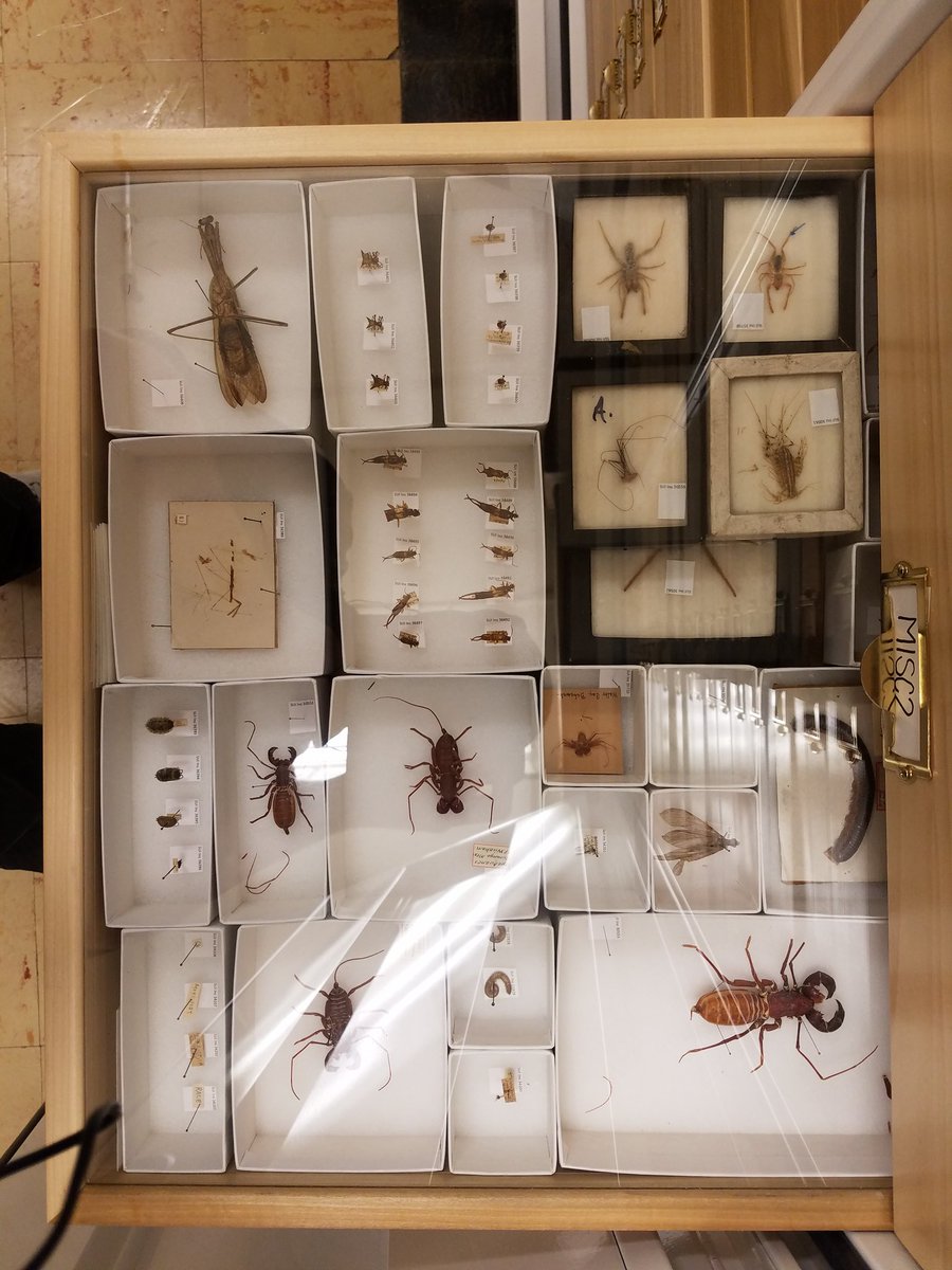 CodyCrawfordBio's tweet photo. In honor of #Halloween, some creepy crawlies for ya. #UIMNH #entomology #arachnology https://t.co/iCt3l3P2ow