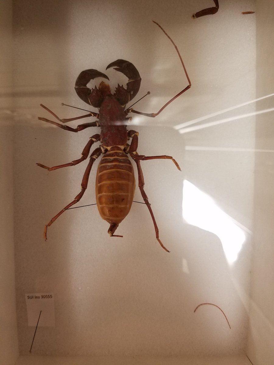 CodyCrawfordBio's tweet photo. In honor of #Halloween, some creepy crawlies for ya. #UIMNH #entomology #arachnology https://t.co/iCt3l3P2ow