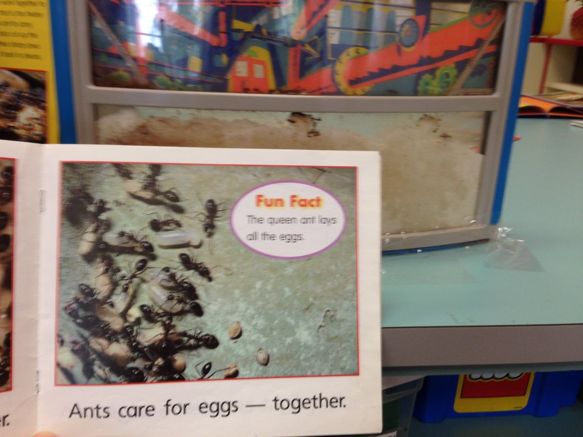 Ants!  We compared and contrasted. "It's a colony and they do everything together! We are a class and we are better together." <a href="/EPEaglesPV/">EPEaglesPV</a>