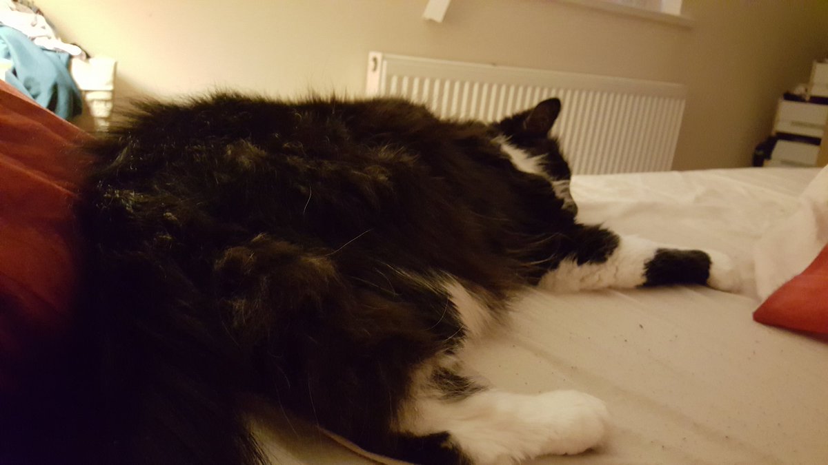 katelittle's tweet photo. Also this little knobber was kneading my arm at 6.30. Now I'm awake he's sleeping. #fluffyevil #satancat https://t.co/Z3cKNyNfLf