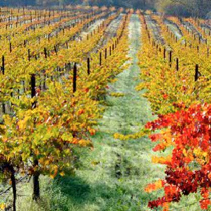 SamadhiTankCo's tweet photo. America's 1st Biodynamic vineyard, Frey Vineyard, and friends of ours, burned down in the fires in N Cal. this week. https://t.co/mmpqygwzWH