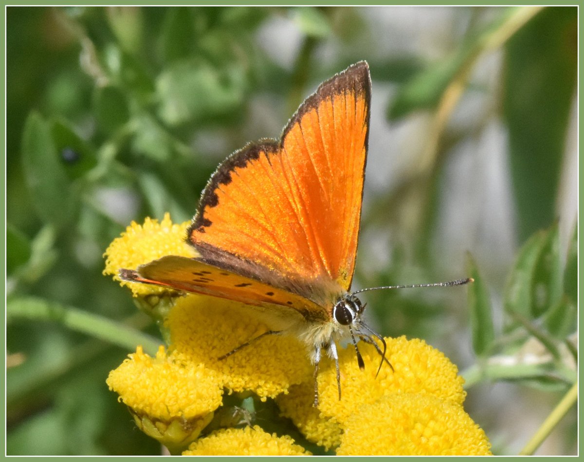 JanAlsvik's tweet photo. Oransjegullvinge, Lycaena virgaureae, en hann - fra Golsfjellet i slutten av juli. https://t.co/Zj4T9FEd3R