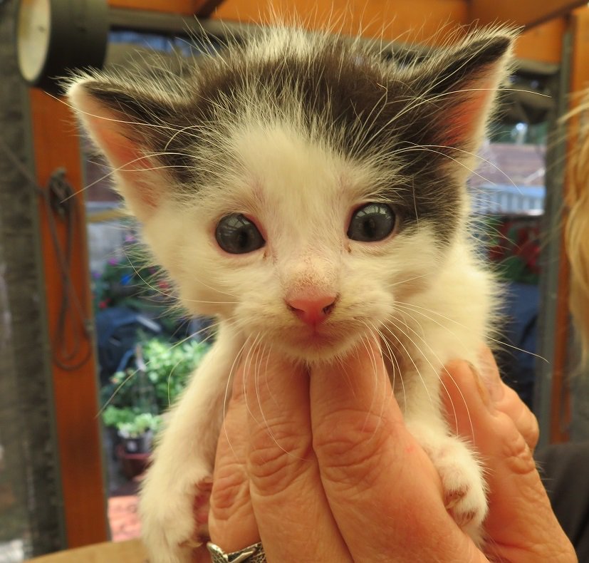 urbankittens's tweet photo. I heard that Friday the 13th is supposed to be unlucky?  For these little buggers it's a very lucky day. https://t.co/wMXqOhKs0x