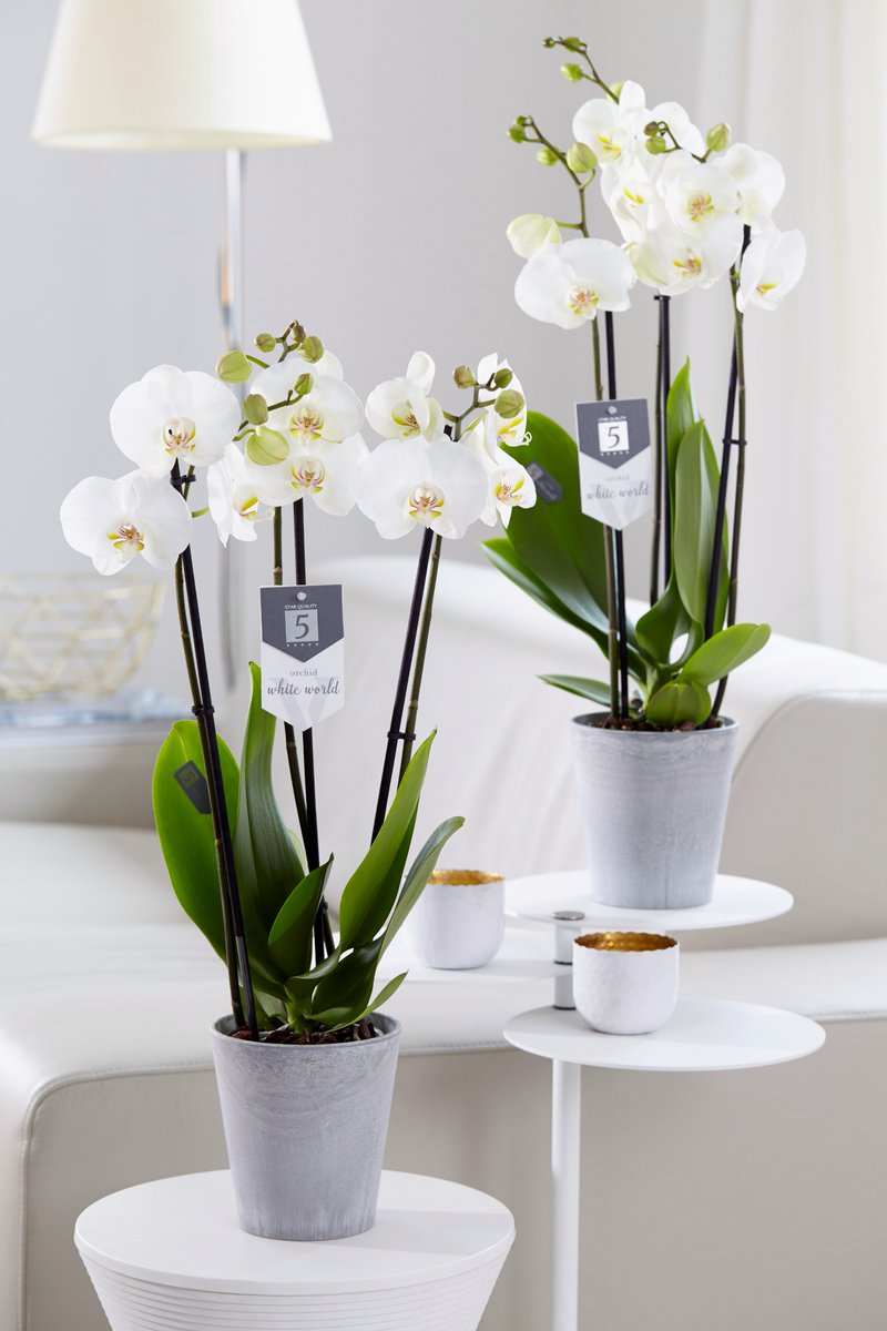 Stylish, elegant and pure. Sparkling white for a luxury look
Exclusively from Piet Vijverberg: 'White World®' is our pride and joy