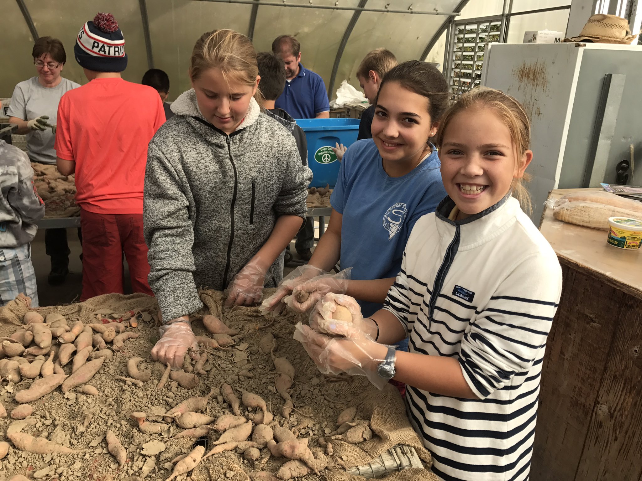 Cape Cod Academy On Twitter 6th Grade Helps Sort Sweet Potatoes