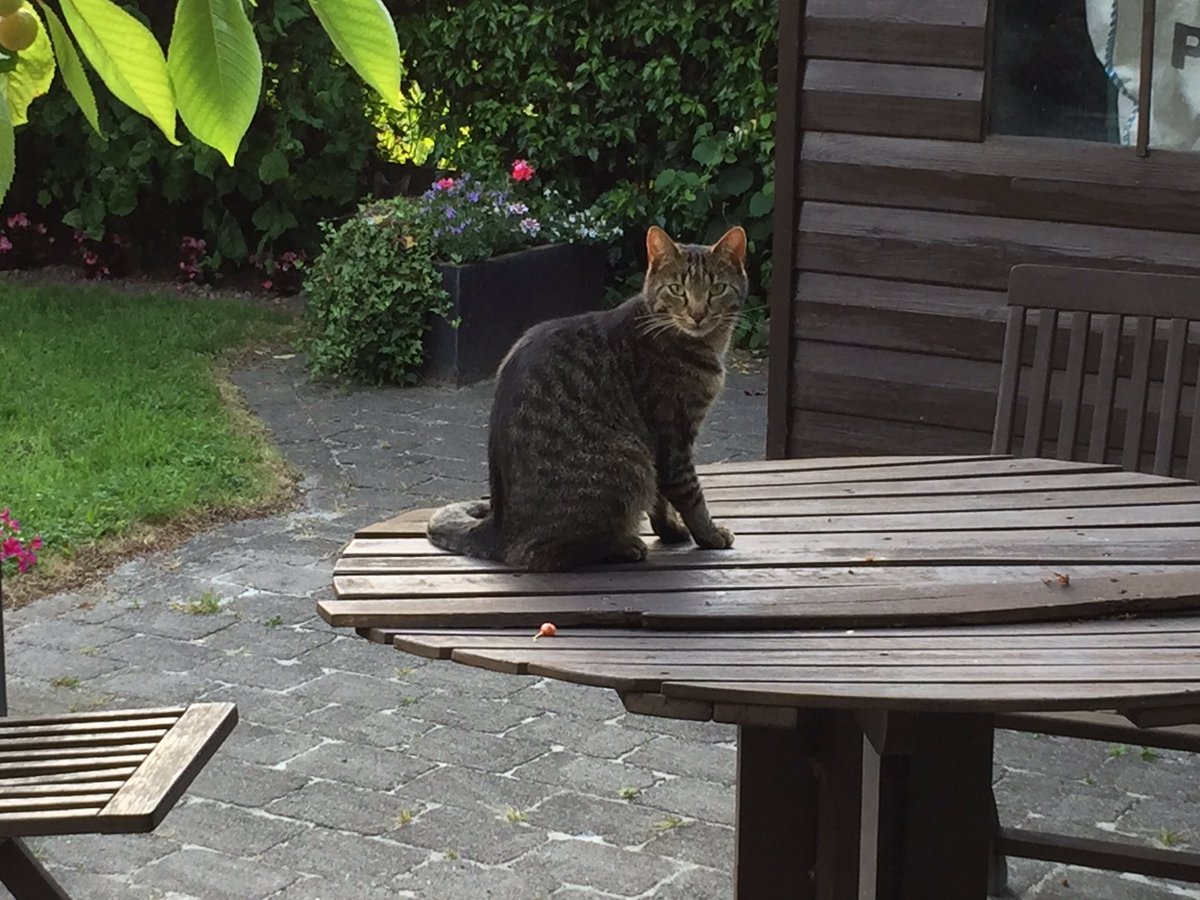 FrenchTweacher's tweet photo. La nuit, tous les chats sont gris! Salut #Titus & Co! #MissPixie #Gizzie #Yoda #Tigrou https://t.co/WoBPyBkpGs