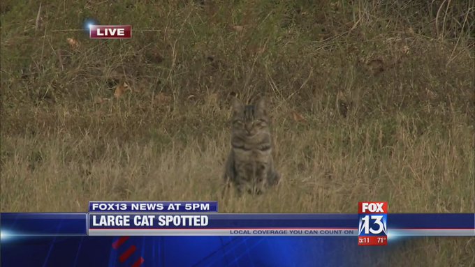  Посмотреть изображение в Твиттере 