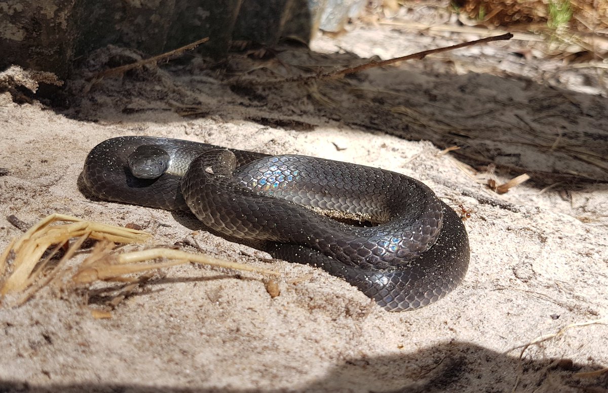 davidgregsmith's tweet photo. #JBfirestudy herp highlights for the week. https://t.co/eUrZYcUxkT