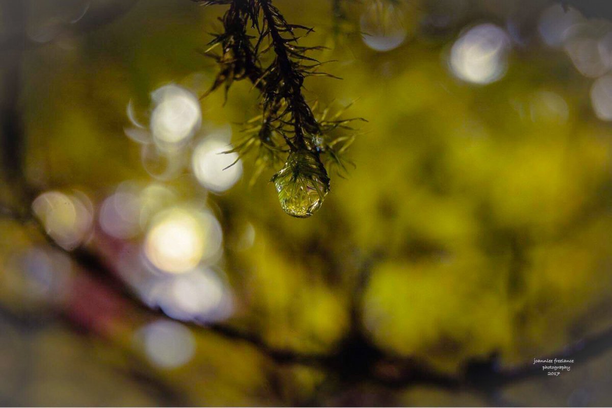 jo_annie42's tweet photo. First hard rain of the fall season today. #myphotography #NaturePhotography #pacificnorthwest #naturerocks #nikon #PhotographyIsArt https://t.co/HoJBxVv0qS