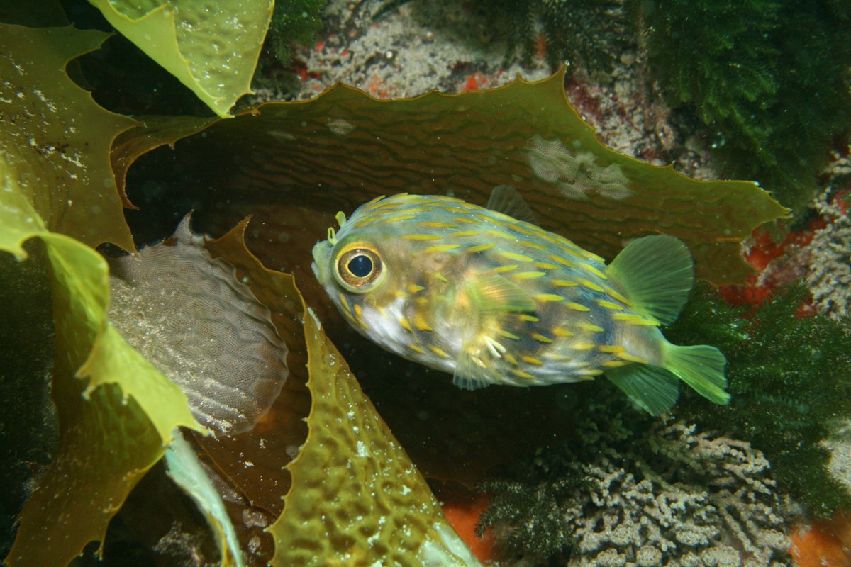 葛西臨海水族園 公式 Twitterren 本日は潜水採集を行いました まず目に入ったのはサザングローブフィッシュ です こちらでは普通種のようで 多数観察できました 海底をみてみると 日本では見られないヒトデの仲間 サザンビスケットスターが沢山見つかります
