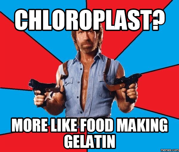 Chloroplast4win's tweet photo. We make your food for you!!!! https://t.co/SFwrUEDk9y