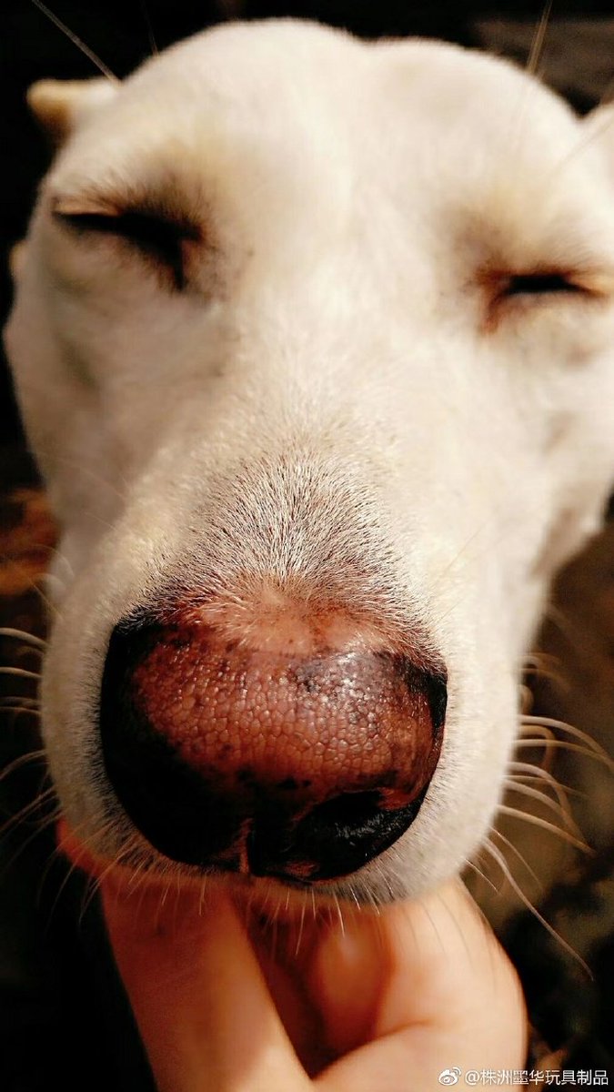 My beautiful dog~~~ love it😚