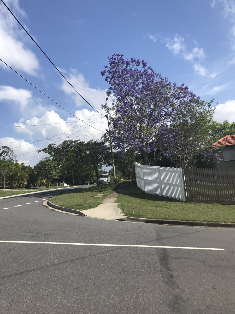walkatworkaus's tweet photo. @10000Steps_ Walking to school for pick up and the Jacarandas are stunning. https://t.co/ZxbroDHzpk