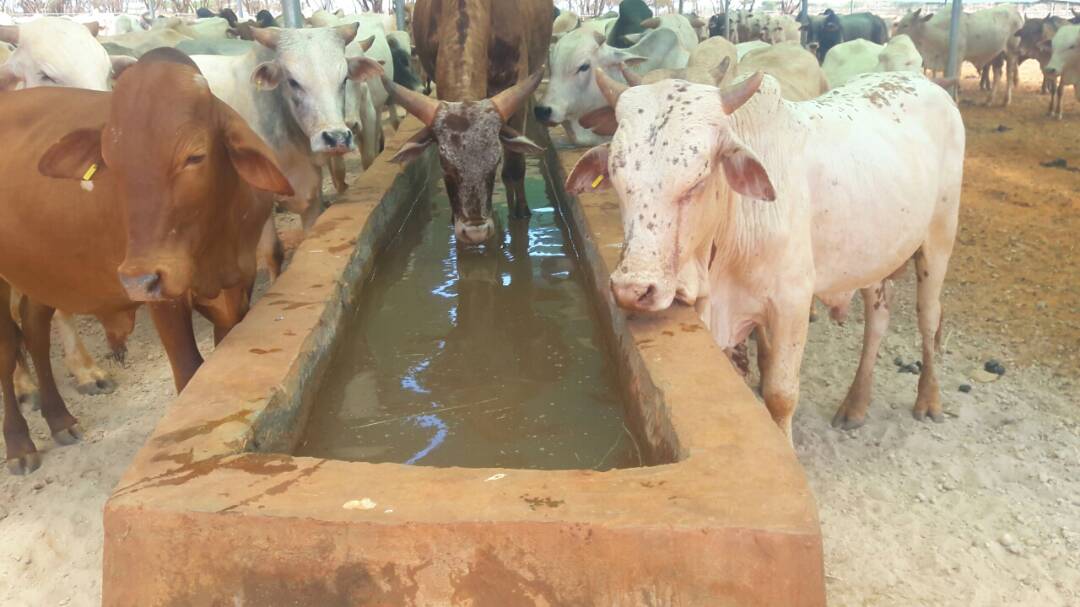 ahmedvision1's tweet photo. Deep wells with Solar systems is best durable solution for Somalia water crise. Cost effective, sustainable, convenient &amp; environmental friendly @SolarGenTech #call2actionFF https://t.co/GA2vOLz5lo