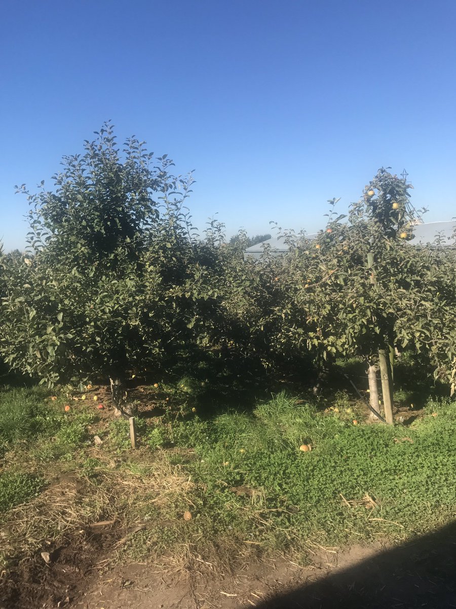 MsParbeeBrar's tweet photo. Continuing our fall inquiry at Apple Barn 🍎 🎃 @CunninghamEcole #div23 #sd36learn https://t.co/DGniOJfzXW