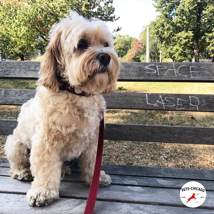 Pets_Chi's tweet image. Chester had a great time in the park, and figured out a name for his synthpop band. 🕶🐶🎸🎹🎤🐶🕶 #dogsofchicago #chicago #rocknroll #spacelaser 🔫