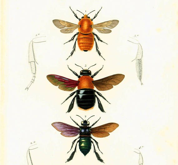 sofrenchvintage's tweet image. 1861 Bumblebees Antique Engraving, Hand colored Original Antique Print, Insect Drawing, Entomology Wall Art, GIFT... jto.li/hxyBk