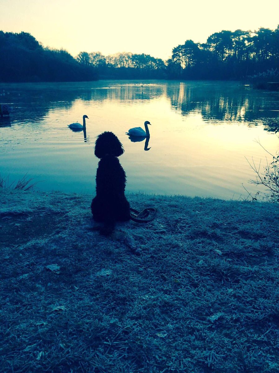 GavinThinktd's tweet photo. Wilson chillin with the swans #dogs https://t.co/sDAbKarXgB