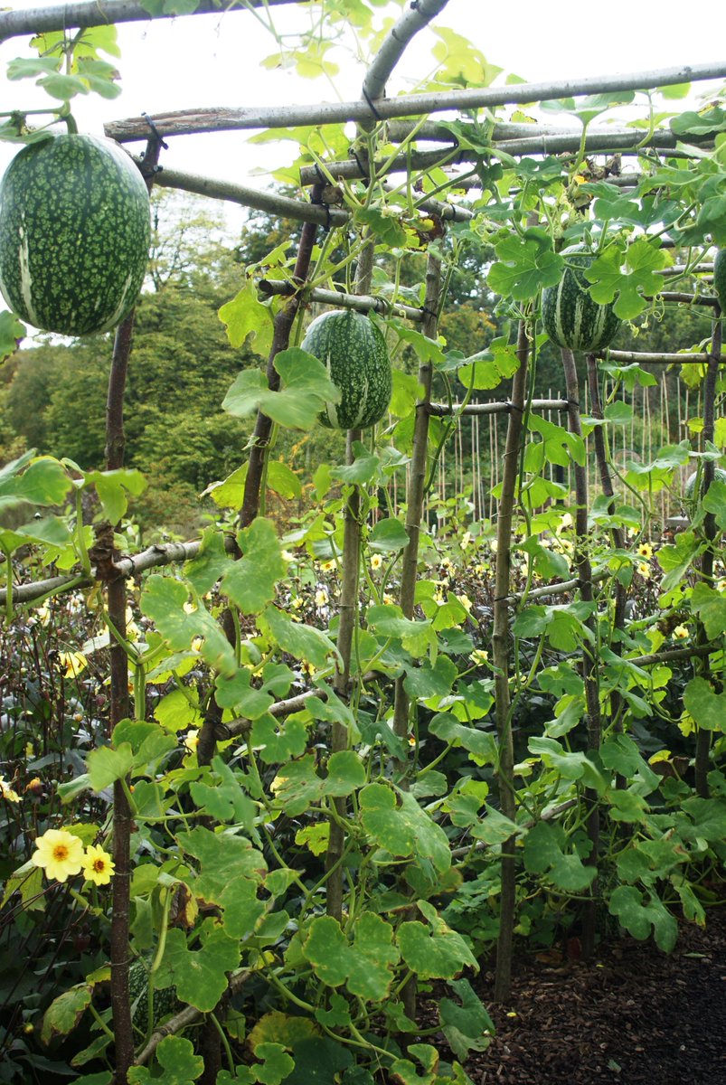 AmendeFL's tweet photo. @RHSHarlowCarr Enjoyed some delightful plant pairings and unusual specimens at your free day #figleafgourd  #Cosmos #prunusserrula https://t.co/5SFtisGesV
