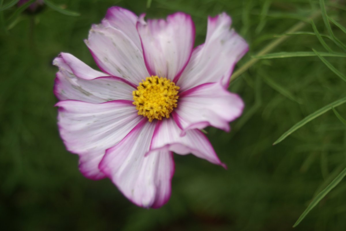 AmendeFL's tweet photo. @RHSHarlowCarr Enjoyed some delightful plant pairings and unusual specimens at your free day #figleafgourd  #Cosmos #prunusserrula https://t.co/5SFtisGesV