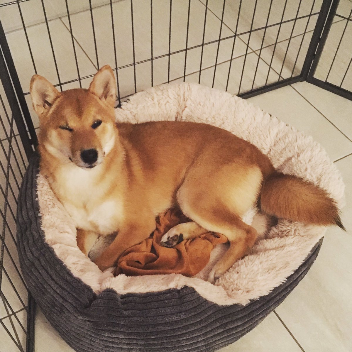 Fran_stokes's tweet photo. Take her home... she's drunk! #ThirstyThursday #shibainu #dogsoftwitter https://t.co/weORFzbxN9