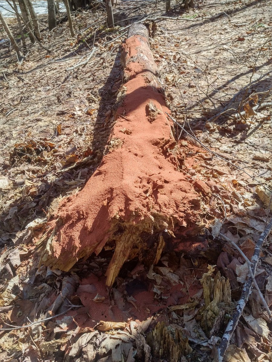 AnglerHunterTV's tweet photo. Are you using a mineral site to attract Deer my @RackStackerGuy1 #StakD stump is chewed up share your Rackstacker stump pics #Blaze #Glory https://t.co/vPeSqYTVX3