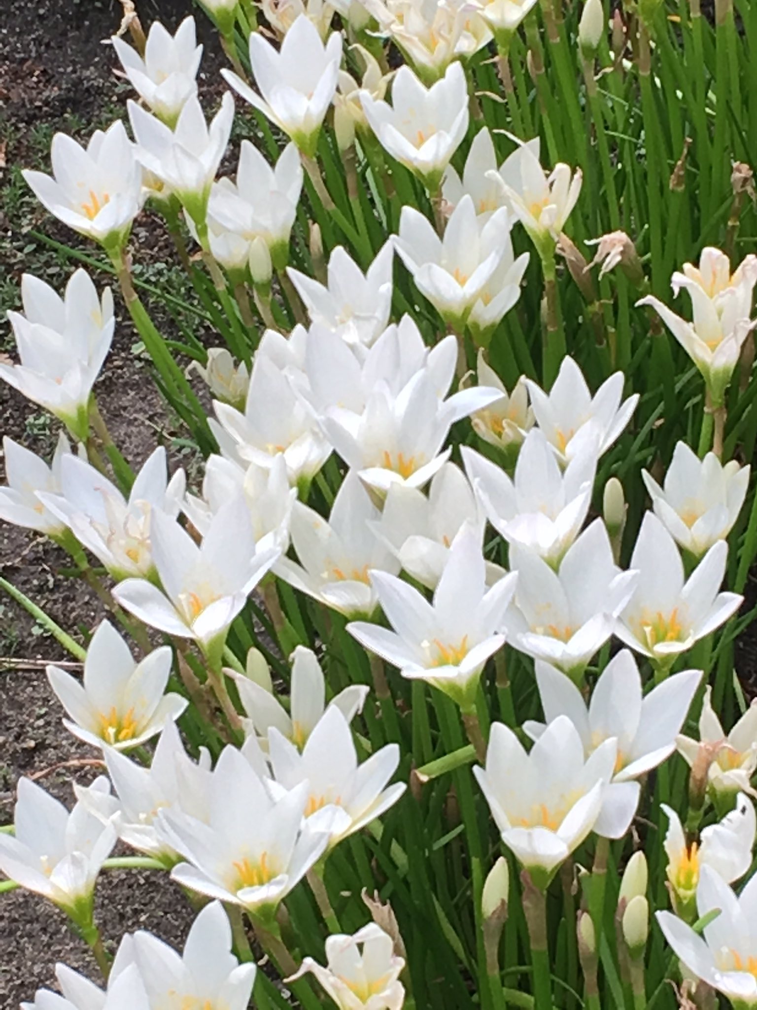 Norio Azumi Auf Twitter おはようございます 神戸 六甲山は曇りです 灘区 東灘区街角散歩 35 夏 の暑い時季から散歩のときによく観た白い花 名前は知りません 次の黄色と赤い花も判りません 花の図鑑で調べたら出てくるでしょうが まあ 綺麗な花を観る Norio Azumi Auf Twitter おはようございます 神戸 六甲山は曇りです 灘区 東灘区街角散歩 35 夏 の暑い時季から散歩のときによく観た白い花 名前は知りません 次の黄色と赤い花も判りません 花の図鑑で調べたら出てくるでしょうが まあ 綺麗な花を観る